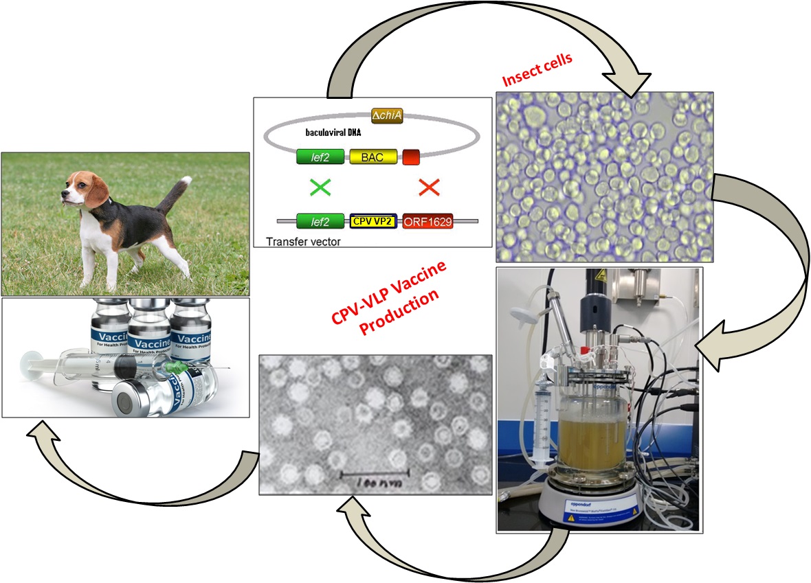 Animal And Livestock Biotechnology Department Of Biotechnology