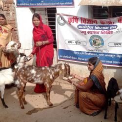 Promotion of scientific goat farming_Bihar