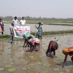 Promotion of scientific cultivation practices of makhana_Bihar