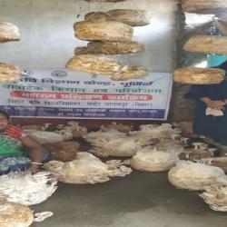 Promotion of scientific mushroom cultivation_Bihar