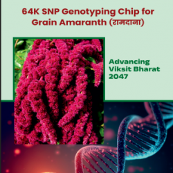 64K SNP Genotyping chip for grain Amaranth