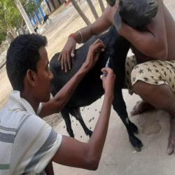 Promotion of scientific animal husbandry practices_West Bengal