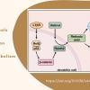 New Study Reveals How Gut Inflammation Links to Vitamin A Metabolism