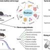 Taurine deficiency may be a driver of aging in animals