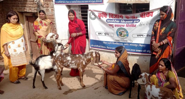 Promotion of scientific goat farming_Bihar