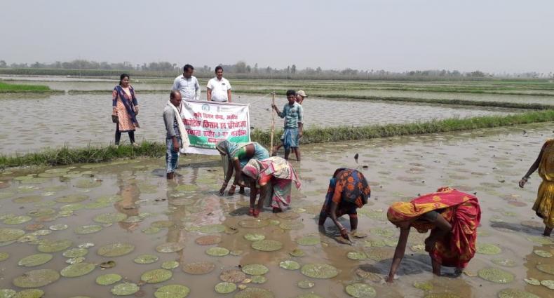 Promotion of scientific cultivation practices of makhana_Bihar