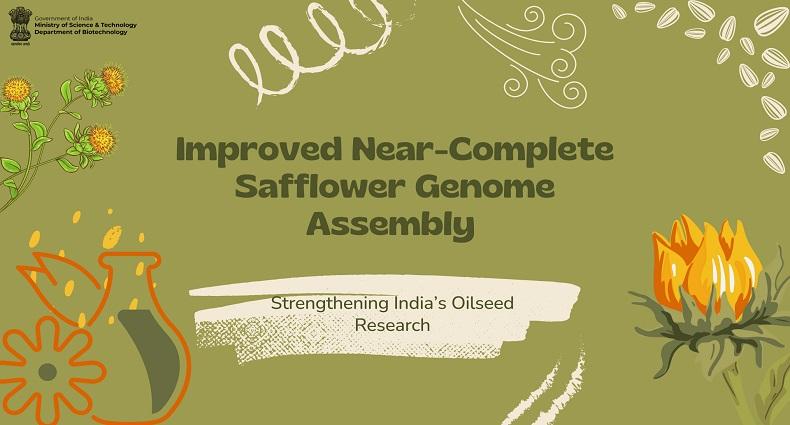 Safflower Genome Assembly 