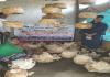 Promotion of scientific mushroom cultivation_Bihar