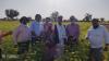 Promotion of GAP IPM cumin cultivation_Rajasthan