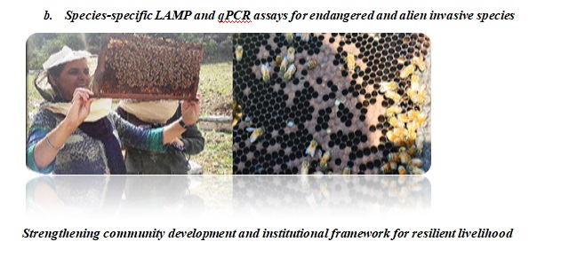 LAMP PCR
