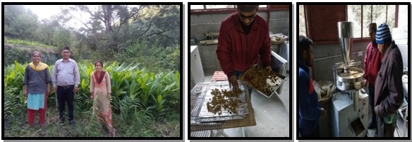 Fig.: Organic cultivation of germplasm and beneficiaries using processing facility