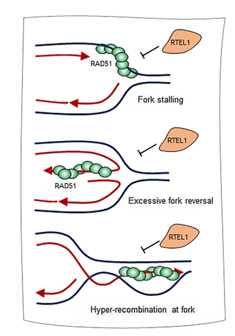 A model to explain RTEL1functions 